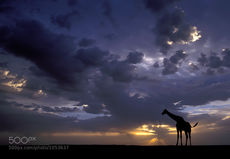 Photograph African Sunset by Marsel van Oosten on 500px