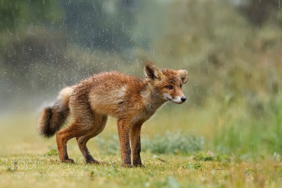 Photograph Wet Fox by Roeselien Raimond on 500px