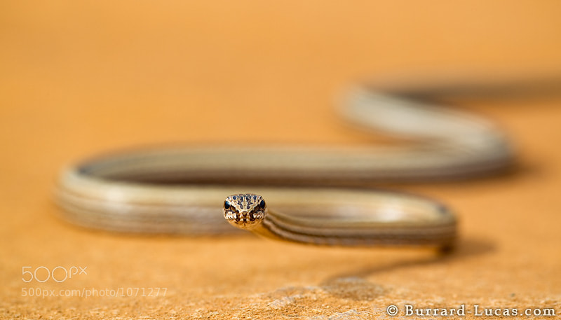 Photograph Big-eyed Snake by Will Burrard-Lucas on 500px