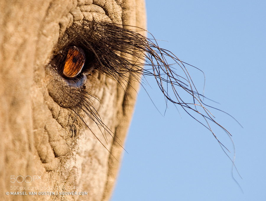 Photograph Longer Lashes Naturally by Marsel van Oosten on 500px