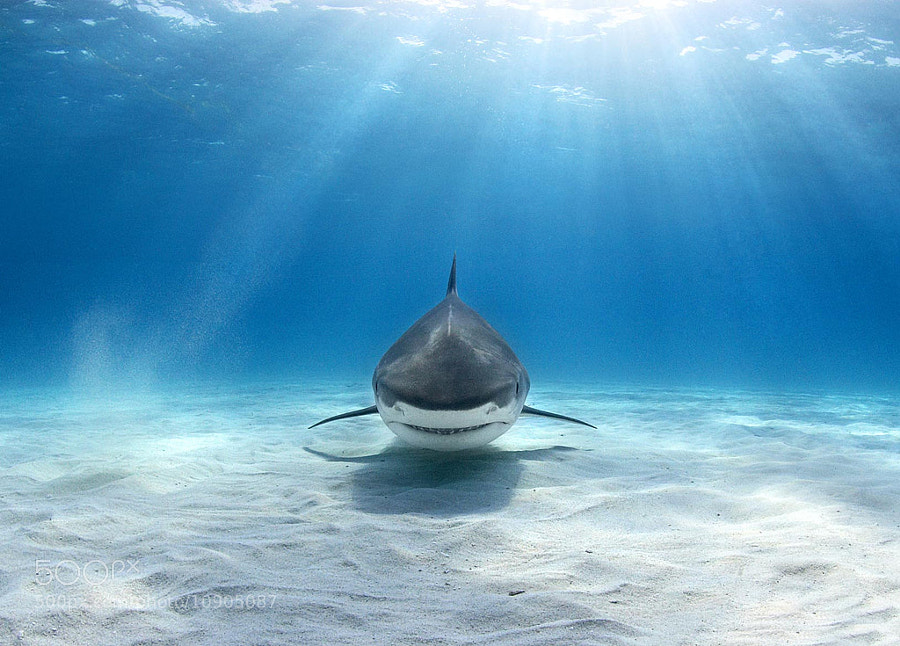 Tiger shark by alex dawson on 500px.com