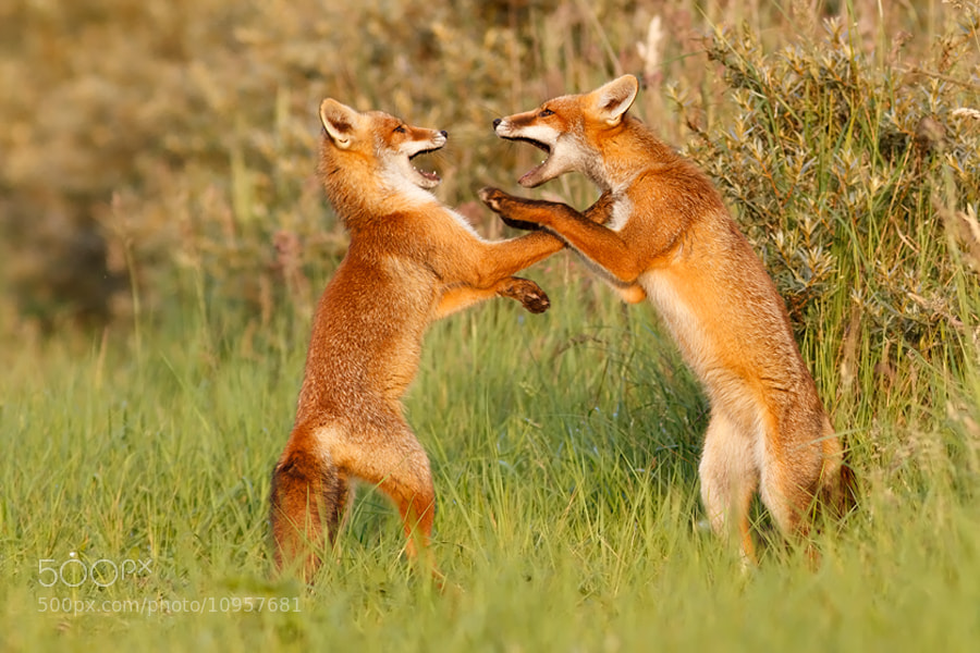 Photograph Playfighting Fox Kits by Roeselien Raimond on 500px