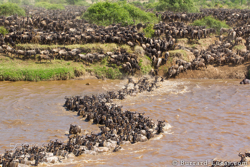 Photograph Great Migration by Will Burrard-Lucas on 500px