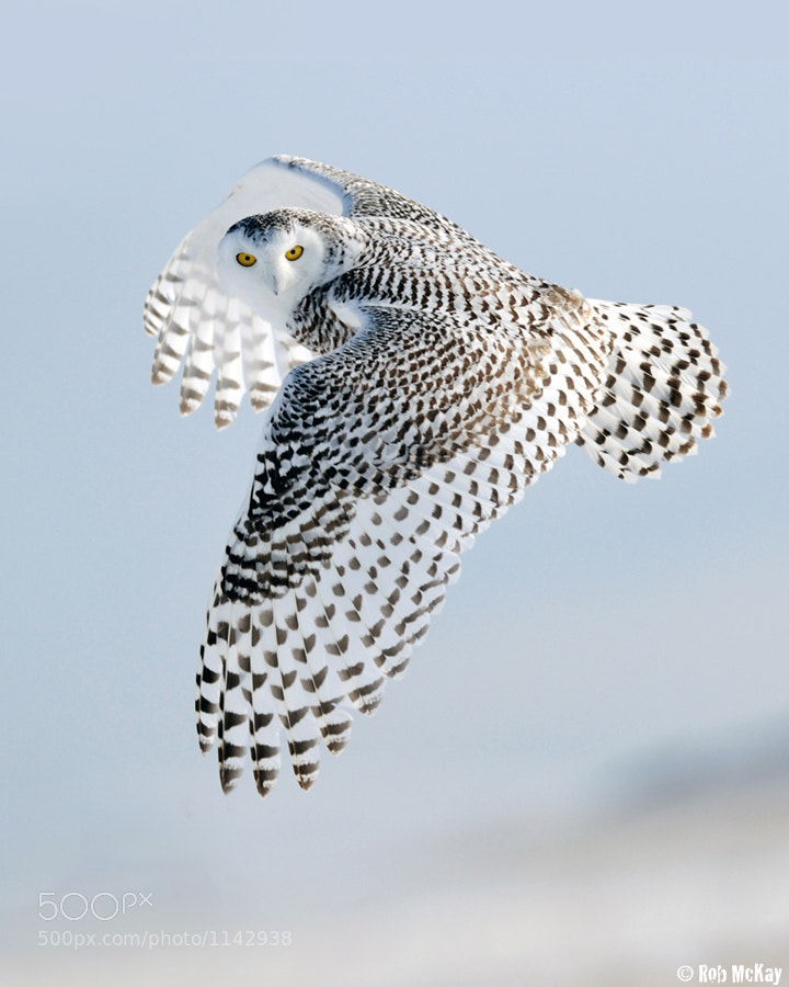 Photograph Snowy Owls Look by Rob McKay on 500px