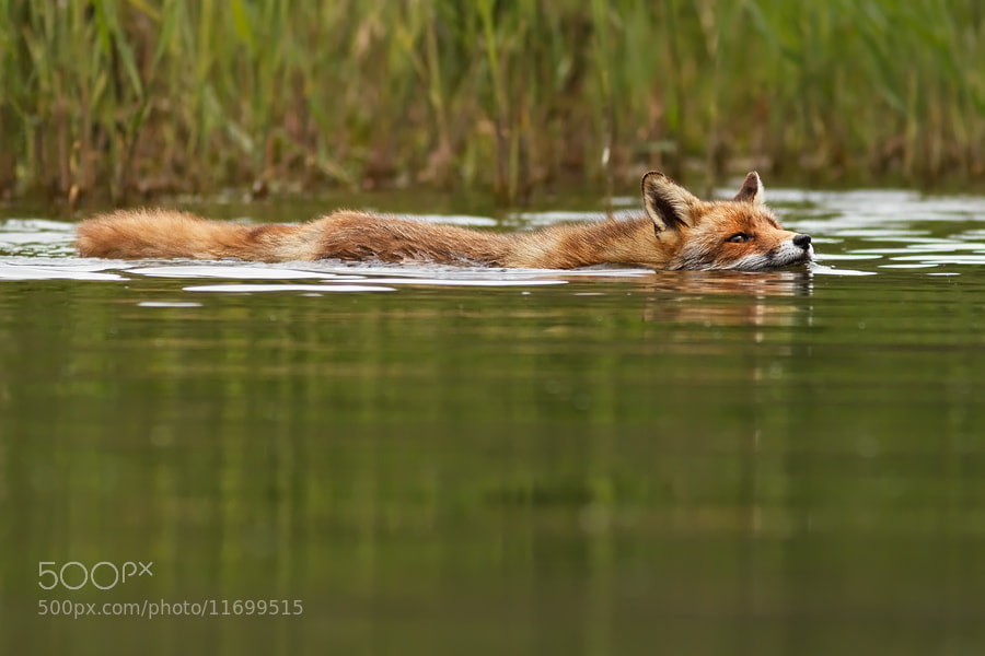 Photograph Swimming Fox by Roeselien Raimond on 500px