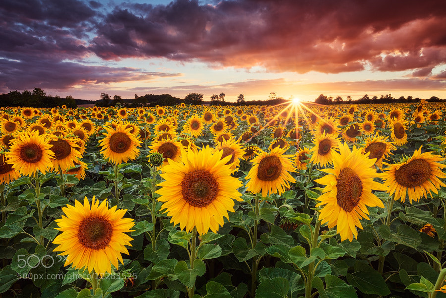 Photograph Sunshine by Michael  Breitung on 500px