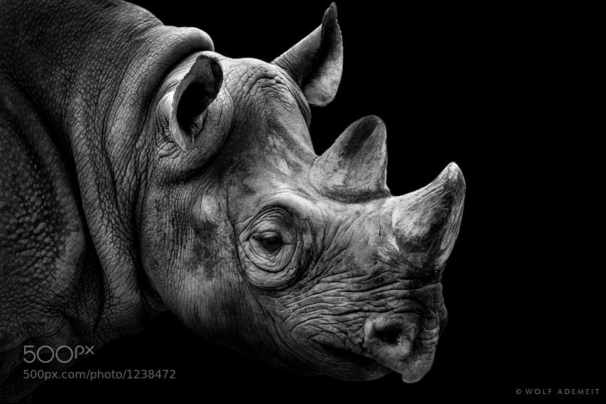 26 rhino