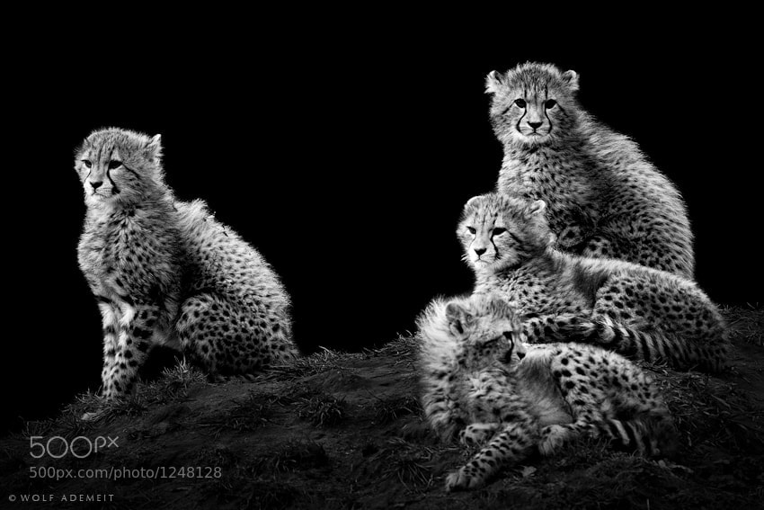 Four Little Cheetahs by Wolf Ademeit