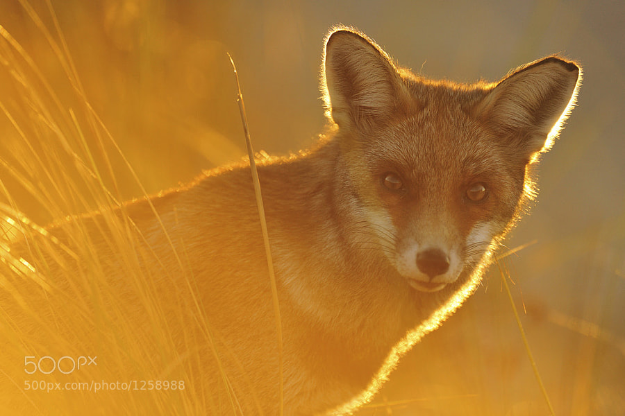 Photograph Golden hour fox by Yves Adams on 500px