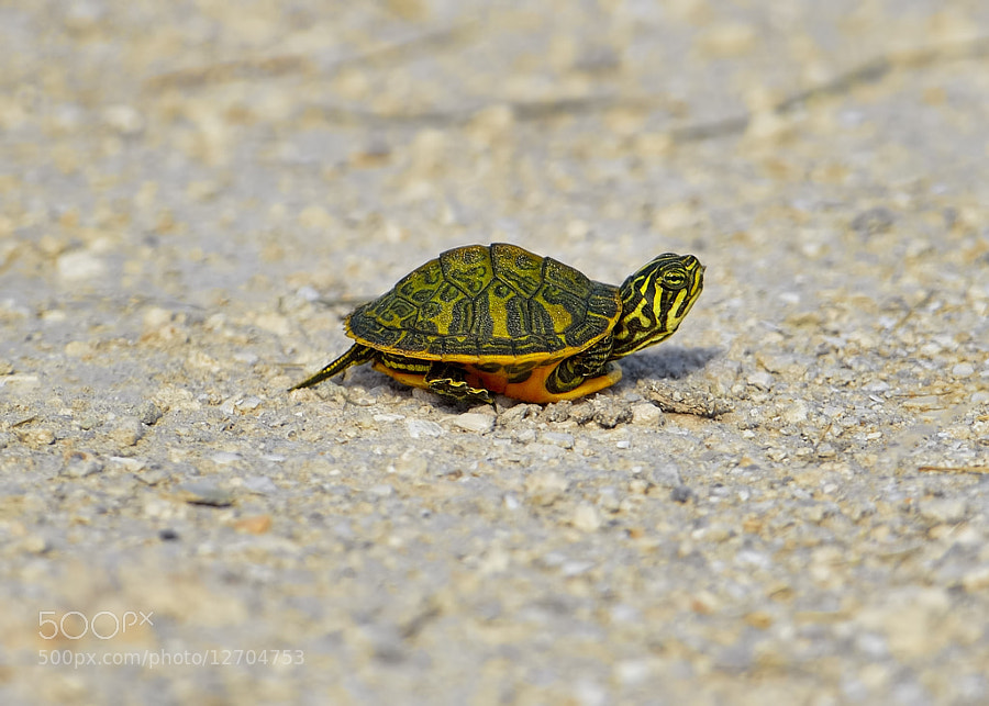  Photograph Wetlands find, a Red-bellied Turtle baby by Bill Dodsworth on 500px
