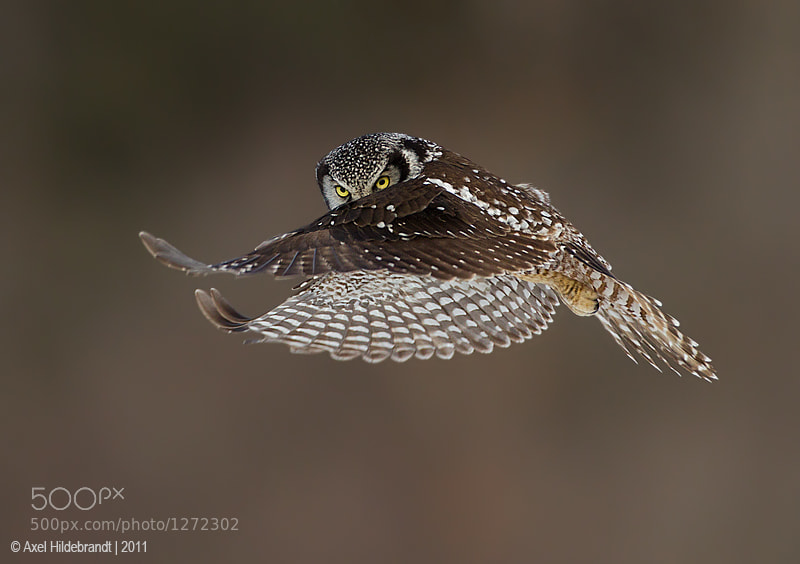 Photograph Northern Hawk Owl by Axel Hildebrandt on 500px