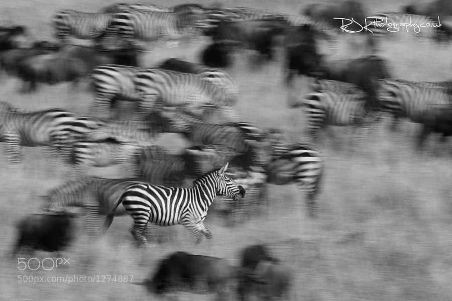 Photograph stalion Zebra  by Jo Knight on 500px