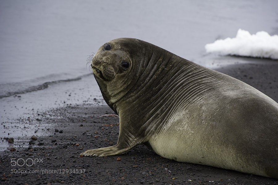 Photograph Weddell seal by Michael Leggero on 500px