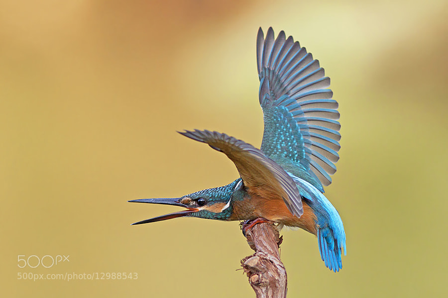Photograph Common Kingfisher by Roy Avraham on 500px