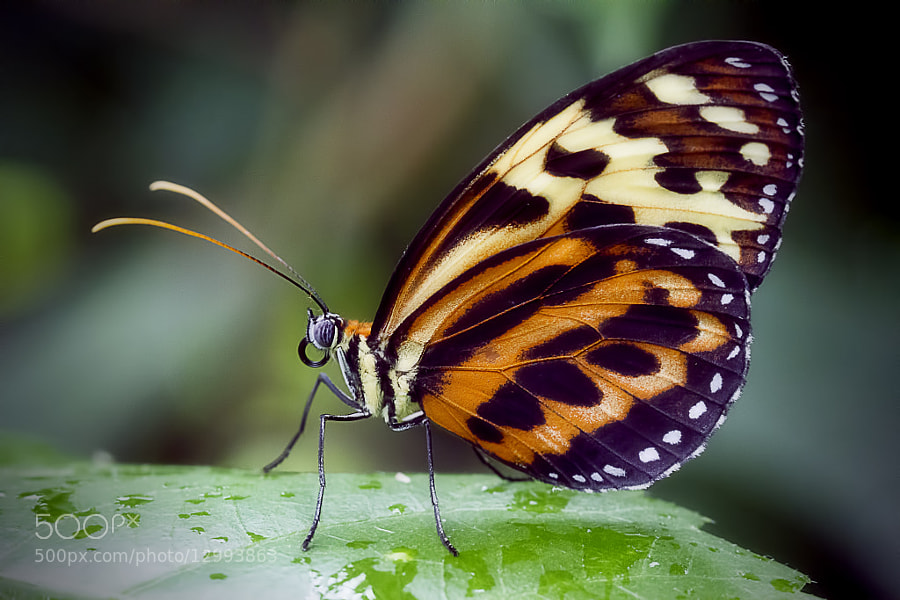 Photograph Portrait of a Butterfly by Wim Bolsens on 500px