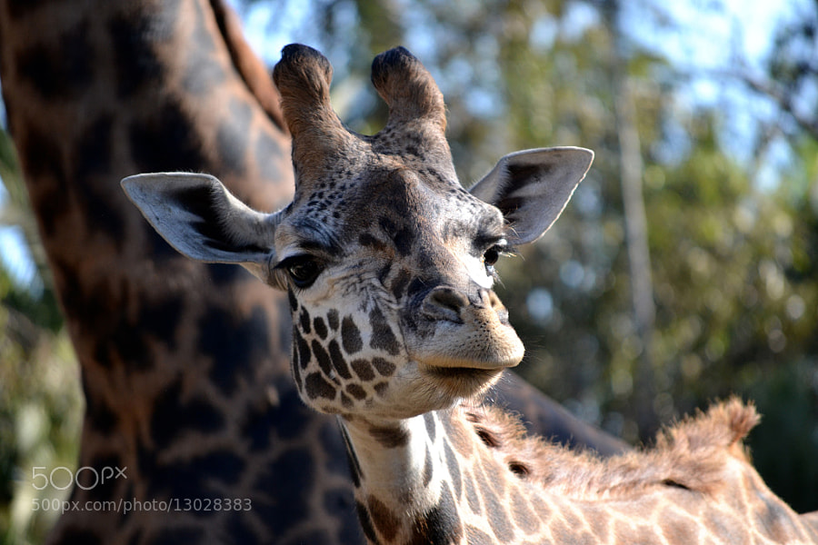 Photograph The Baby Giraffe by Erwan Alliaume on 500px