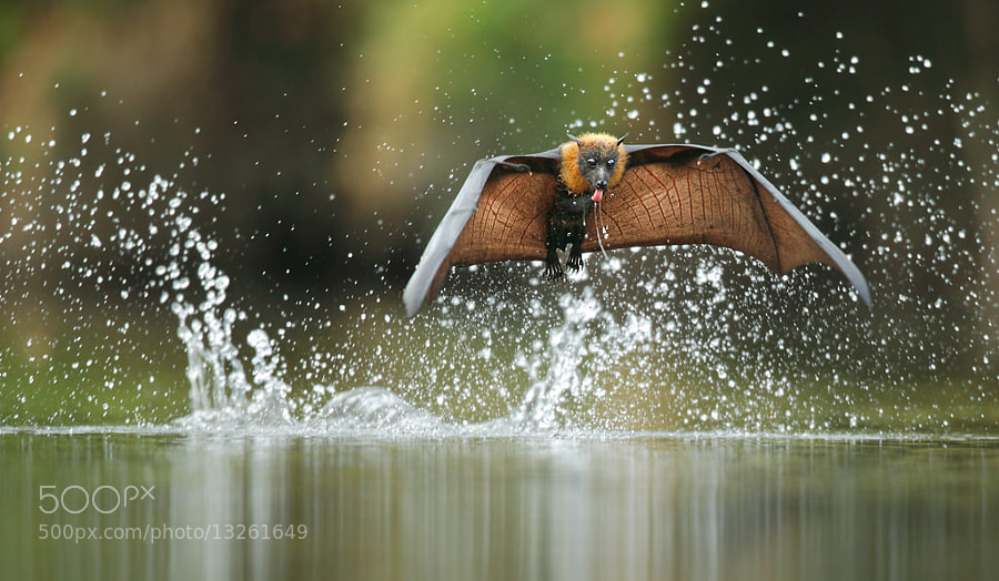 Photograph Grey-headed Flying Fox by Ofer Levy on 500px