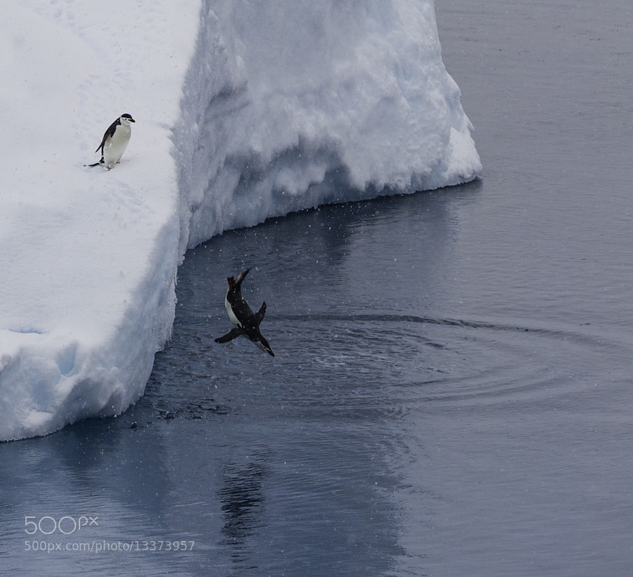 Photograph chinstrap penguins by Michael Leggero on 500px