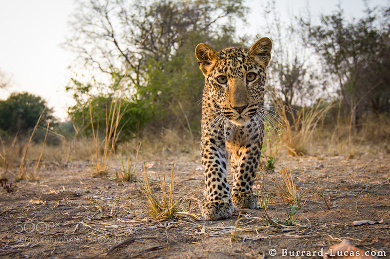 Photograph Inquisitive Cub by Will Burrard-Lucas on 500px
