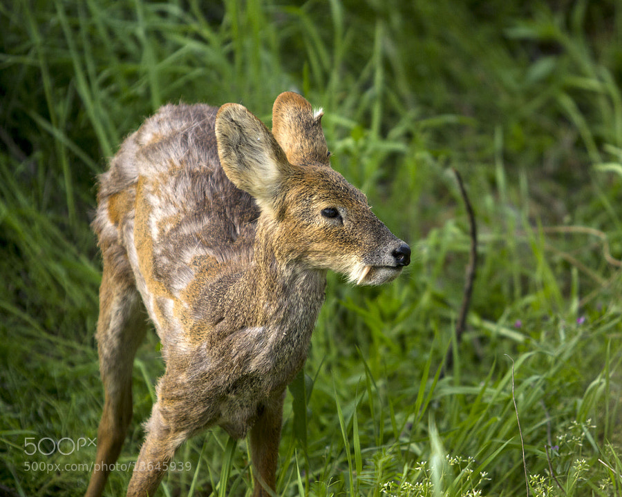 Photograph Tusked Water Deer by Devon Pike on 500px