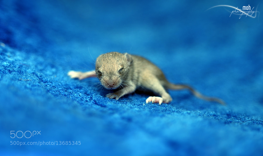 Photograph Newly born Stuart Little by Mohan Duwal on 500px