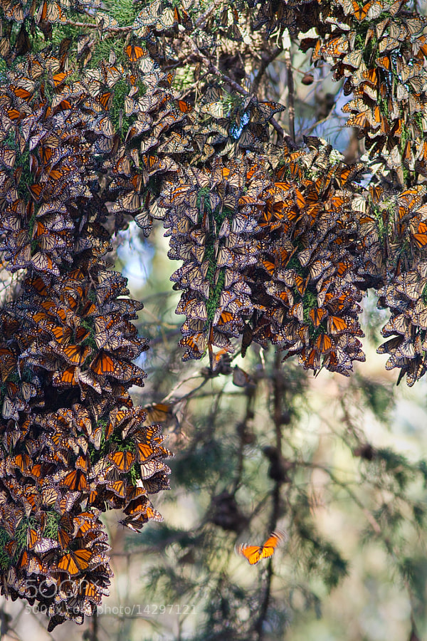 Photograph Monarchs Butterflies by Jean-Edouard Rozey on 500px