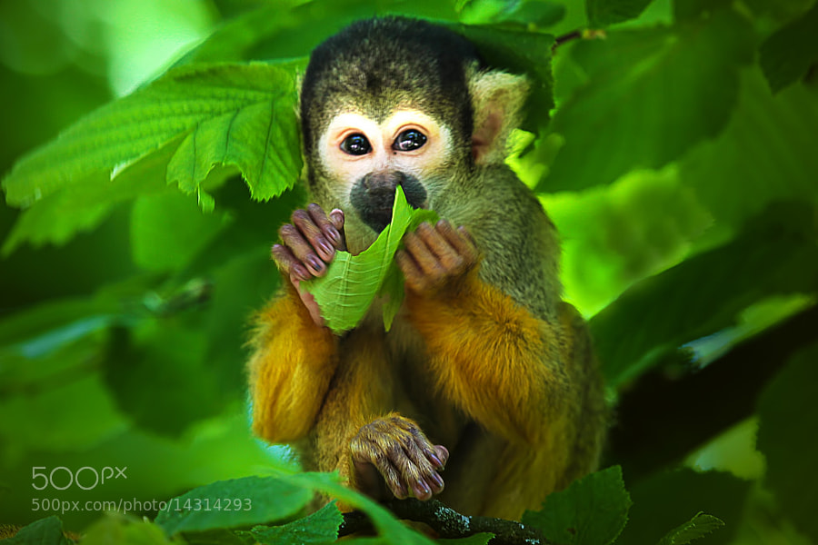 Little Monkey by Wim Bolsens