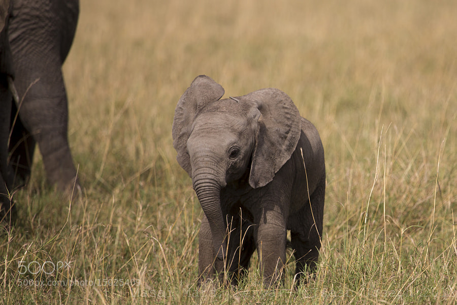 baby elephant - baby elephant - Photograph Newborn Elephant by Isaac Joseph on 500px