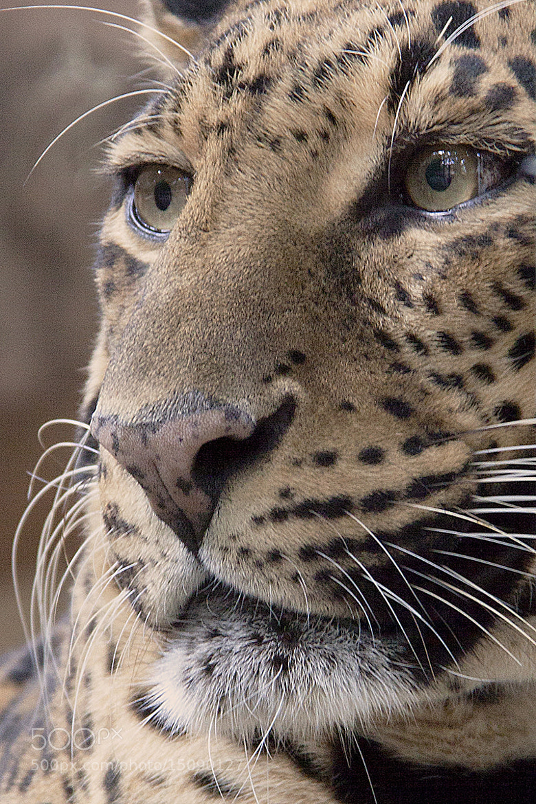 Photograph Captive leopard by Craig Morrison on 500px