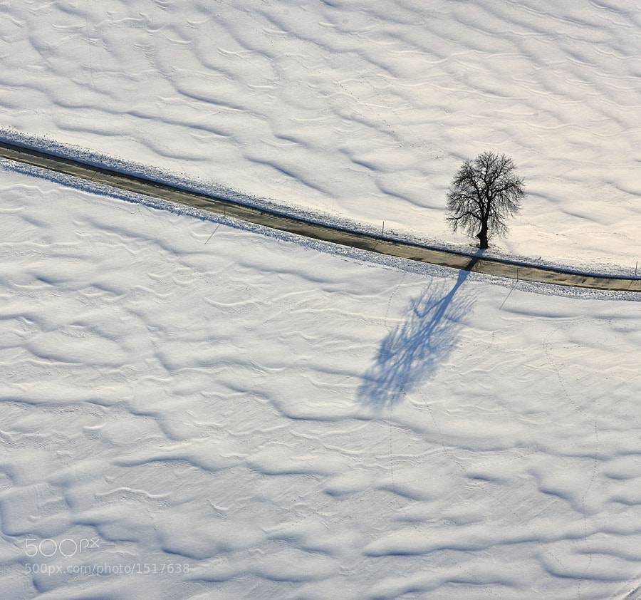 Photograph Lonely tree by Klaus Leidorf on 500px