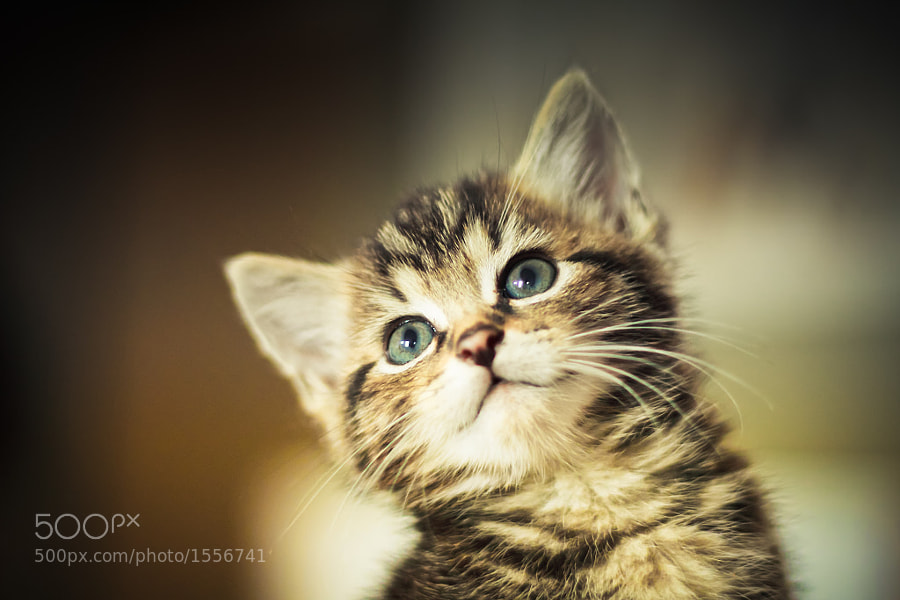 Kitten Smile by David Herreman