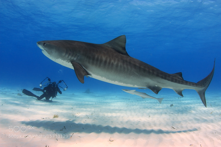 Photograph Tiger Shark by Francisco Javier Parrilla on 500px