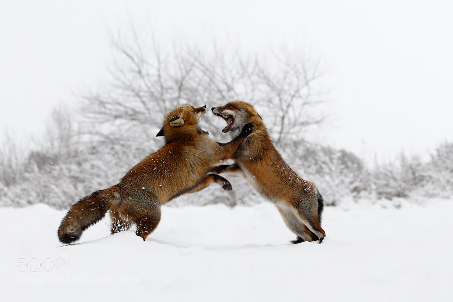 Photograph Fox Fight in the Snow by Roeselien Raimond on 500px