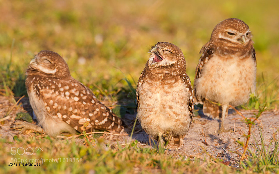 Photograph Not another Monday, Burrowing owls, Cape Coral, Florida by Tin Man on 500px