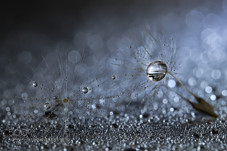 Photograph Silver world by Miki Asai on 500px