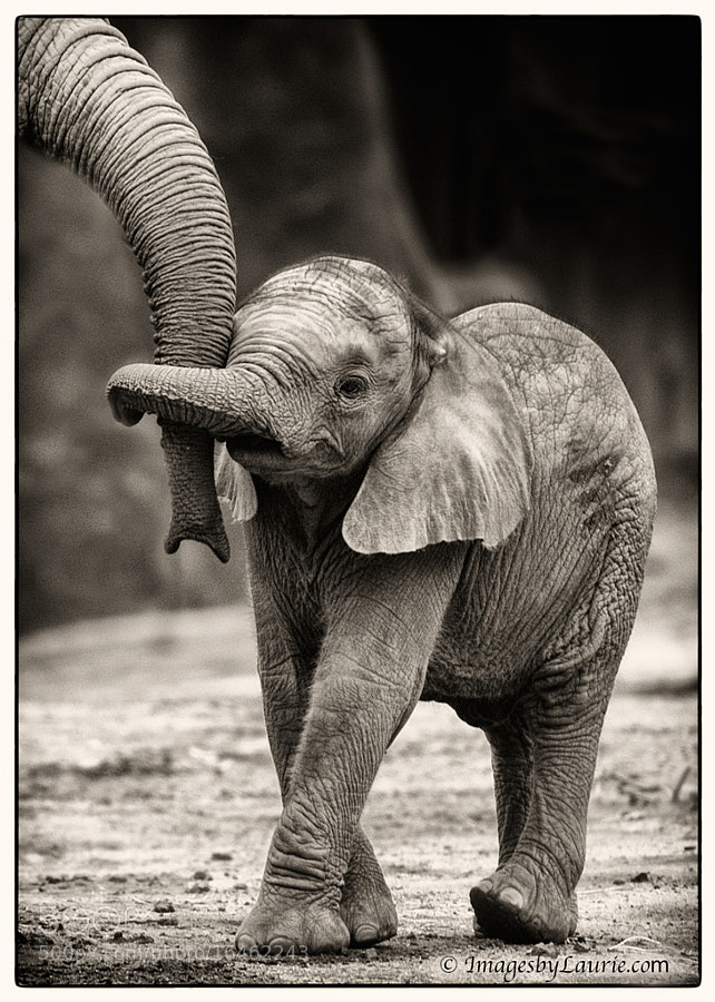 Photograph Baby Elephant Hug by Laurie Rubin on 500px
