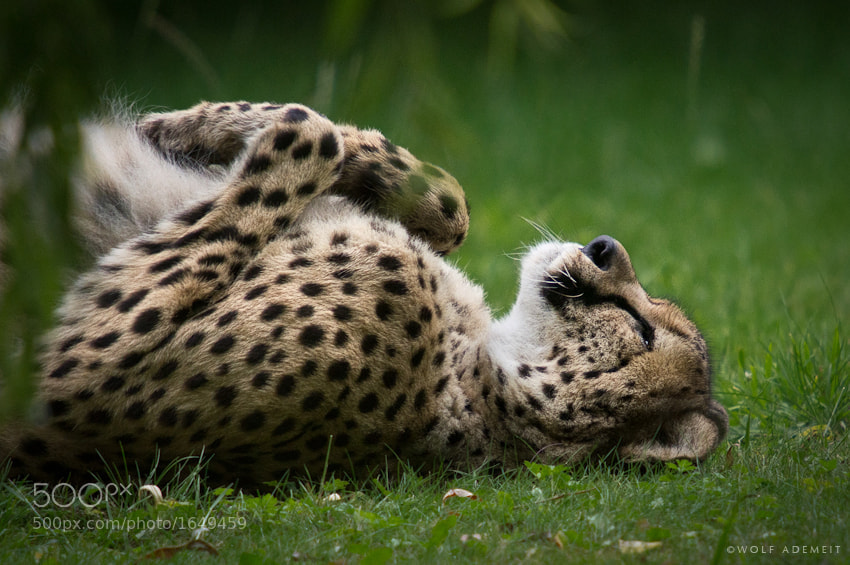 15 cheetah nap