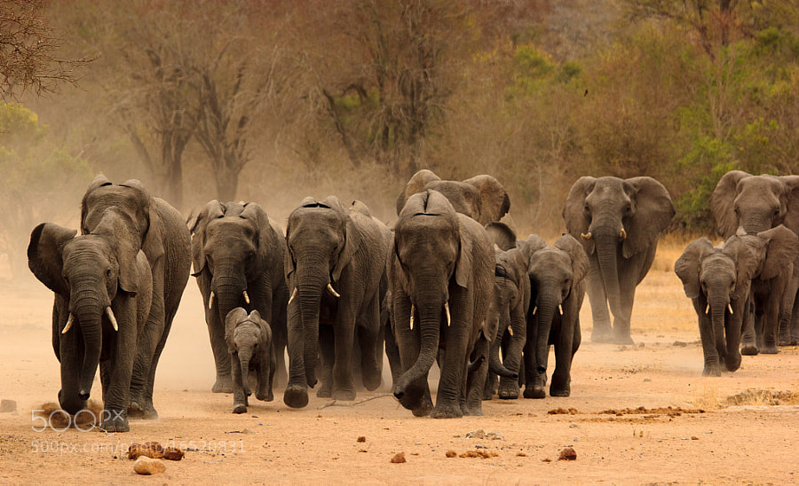 Photograph The Herd - Competition 4 of 5 by Marcus Tejessy on 500px