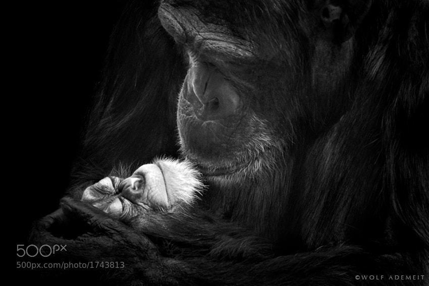 19 chimpanzee grief