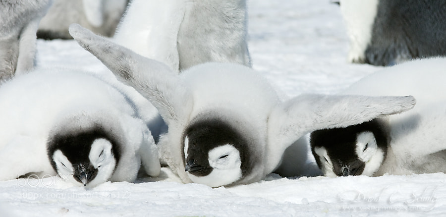 Emperor penguin chicks in Antarctica