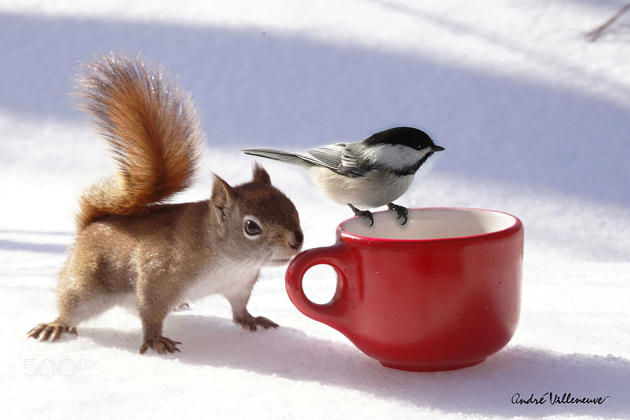 Photograph The bird and the squirrel by Andre Villeneuve on 500px