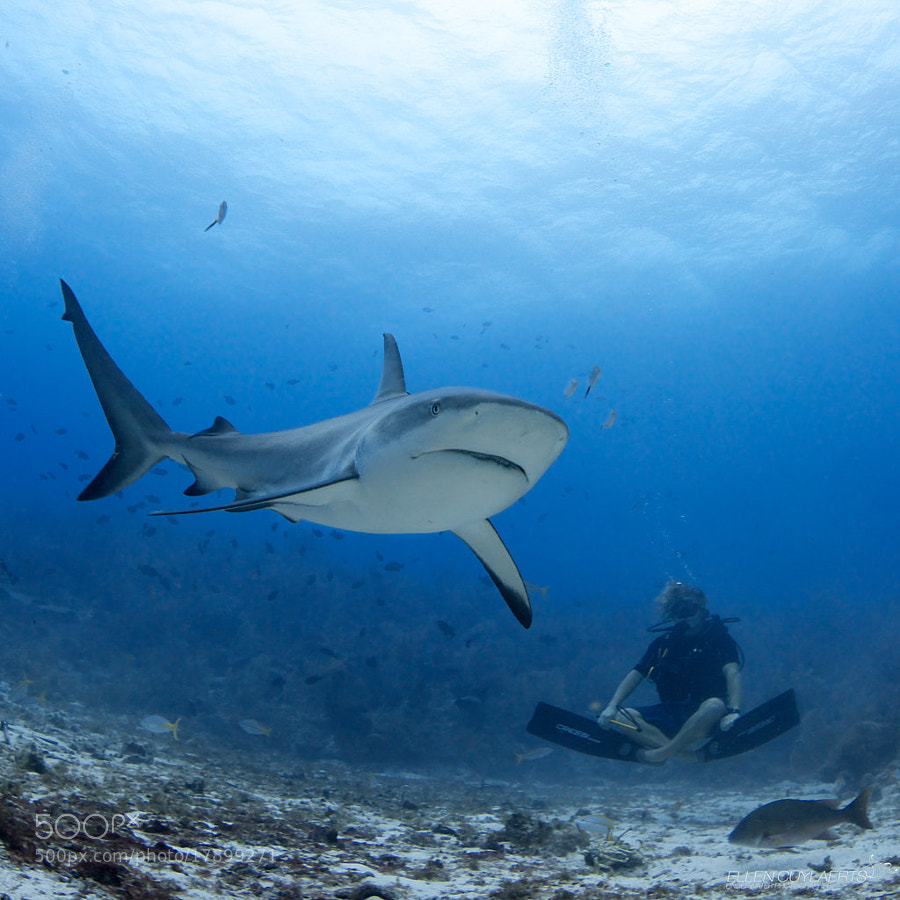 Photograph Shark Buddha by Ellen Cuylaerts on 500px