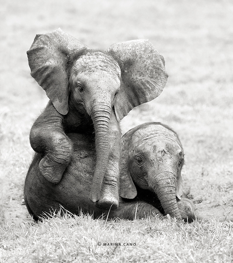 baby elephant - Photograph Having Fun in Cabarceno by Marina Cano on 500px