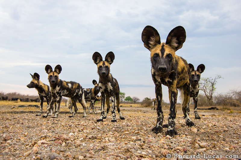 Photograph African Wild Dogs by Will Burrard-Lucas on 500px