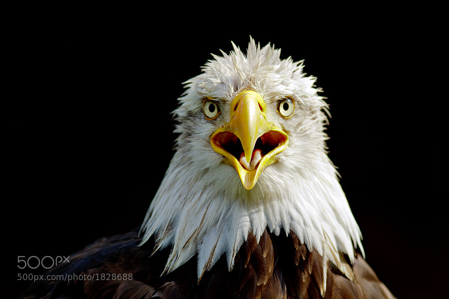 Eagle V