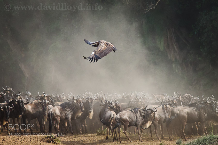 Photograph Mara River Flyby I by David Lloyd on 500px