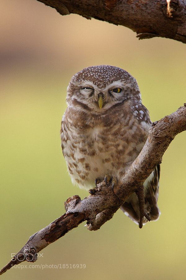 Photograph Winking Beauty ...The Spotted Owlet (Athene brama) by Sharad Agrawal on 500px