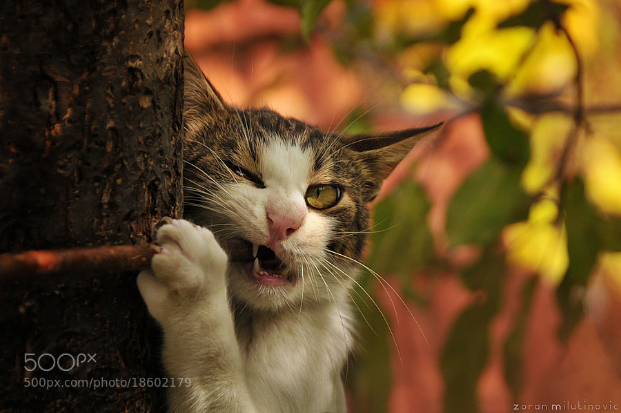 cat photography -Photograph Snack Time by Zoran Milutinovic on 500px