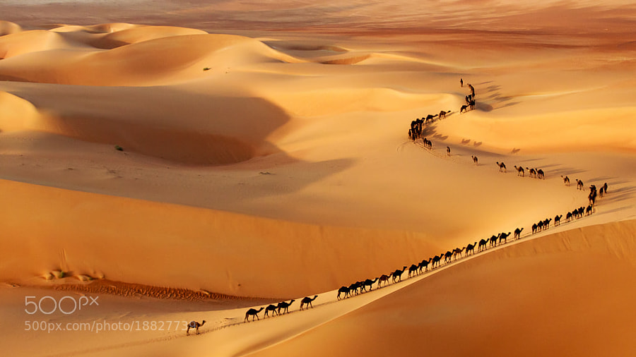 Photograph Camel train by Josh Owens on 500px