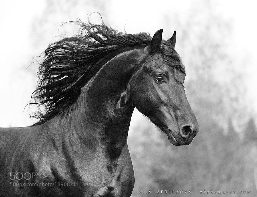 Wilko the Black Stallion by Alla Berlezova